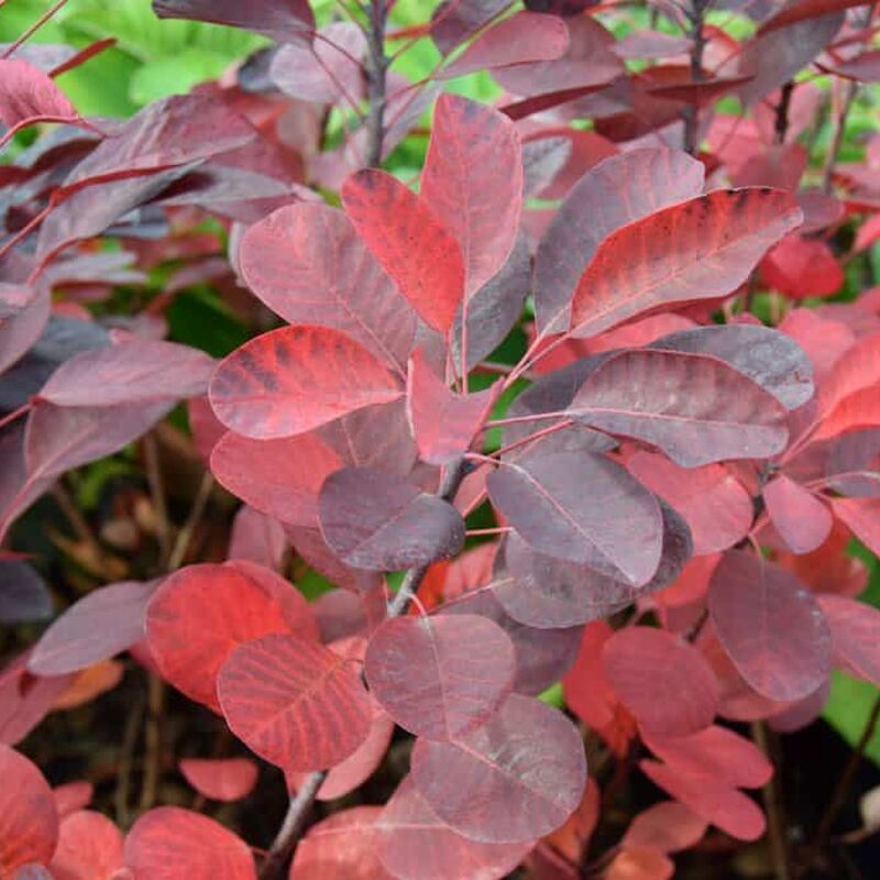 Cotinus coggygria 'Royal Purple' 150-175 cm